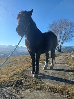 Predám ťažné zriabä 1/2 Muransky Norik