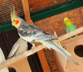 Predám samca korely