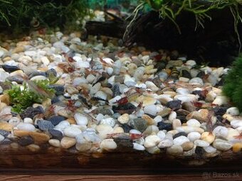 Krevetky neorcadinia red chilli