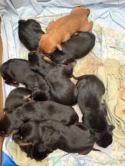 Tatranský durič x Slovenský kopov