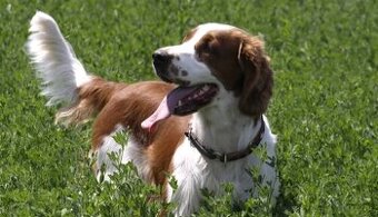 Welsh springerspaniel