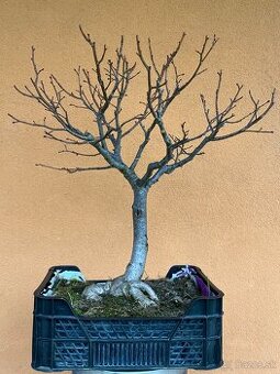 Bonsai 10 ročna Lipa - 1