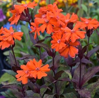 Kukučka oranžová - Lychnis arkwrightii – 2,5eur