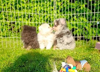 Pomeranian pomerian