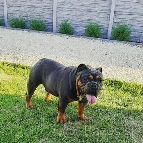 Krytie anglický buldog s PP