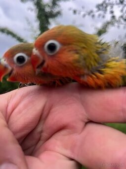 AGAPORNIS FISHER Maznačik-krotký