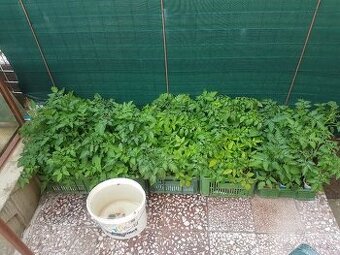 Predaj priesady/sadenice/planty paradajka, paprika, uhorka