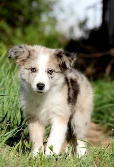 Border kólia,border collie,borderka bez PP