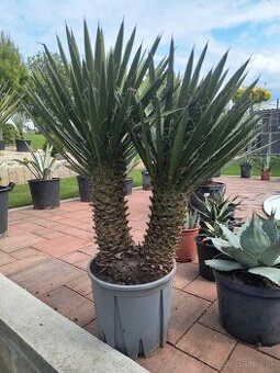 Yucca filifera