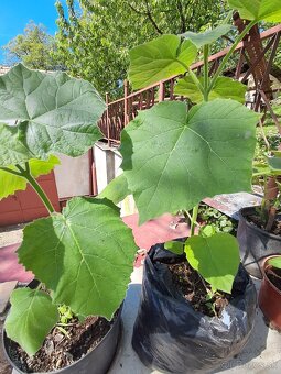 Cisarsky strom Paulownia a Aloe vera