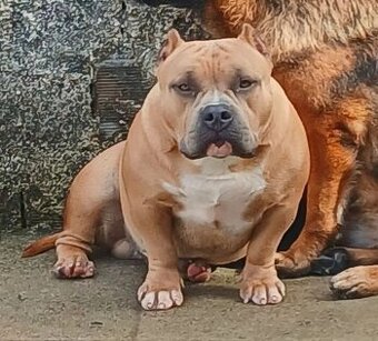 American Bully pocket Darujem