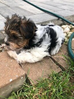 Predám Yorkshire Biwer Terrier