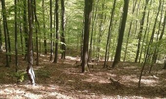 Banské a Sačurov - 1.840 m2 - LESNÉ POZEMKY (URBÁR)
