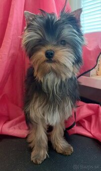YORKSHIRE TERRIER s PP