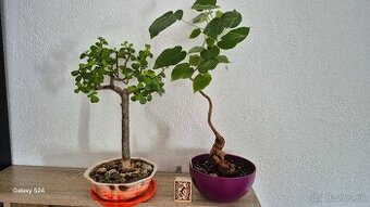 Sukulentné bosaje