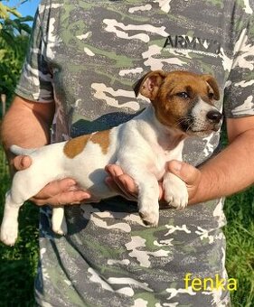 Jack russel terier šteniatka