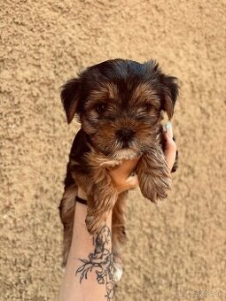 Yorkshire terrier