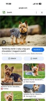 Kúpym Yorkshire Terrier
