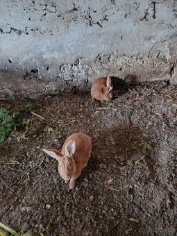 Predám králiky alebo vymením dom vajička