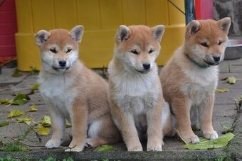 Shiba inu  s PP  /FCI /