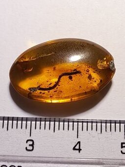 Jantár s mnohonôžkou