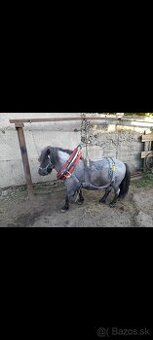 Mini pony - 1