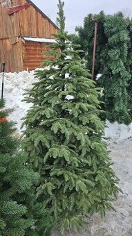 Vianočný stromček Kaukazska jedla full 3D 220cm