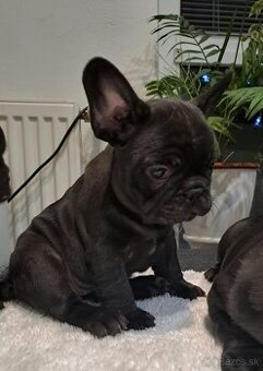 Francuzsky buldoček