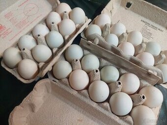 Nasadove vajcia Indický bezec