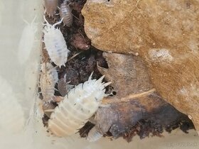 Isopody-mnohonozky