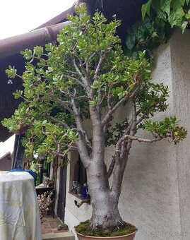 46 ročný bonsai