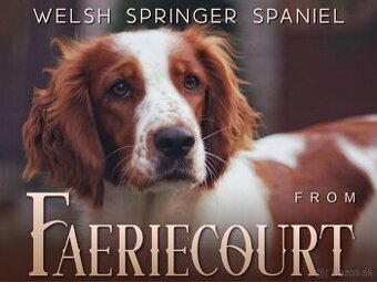 Prijímame rezervácie – Welsh Springer Španiel