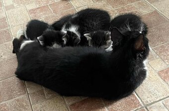 Darujeme krásne mačiatka do dobrých rúk 🐾