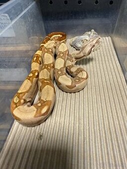 Boa Constrictor- Velhad kralovsky