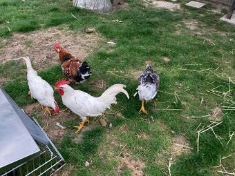 Predám kohútov Švédska kvetina a Leghorn 19 tyždňov
