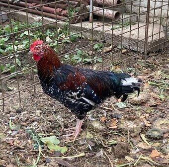 Predám kohútov Švédska kvetina a Leghorn 5mesiacov