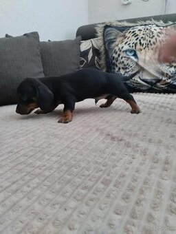 Trpaslíči jazvečík