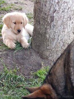 Šteniatka zlatý retriever