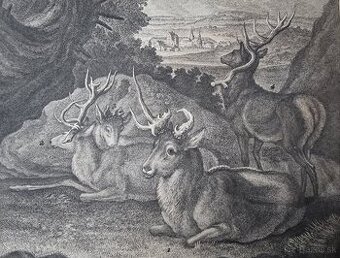 Johan Elias Ridinger medirytina z roku 1740