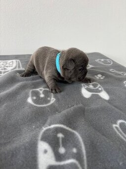 Francúzsky buldoček modré šteniatka