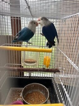 Agapornis fisher par