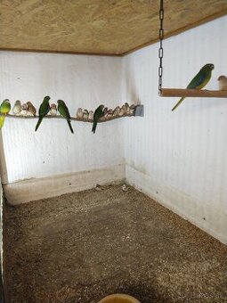 Andulky, zebričky, neofémy