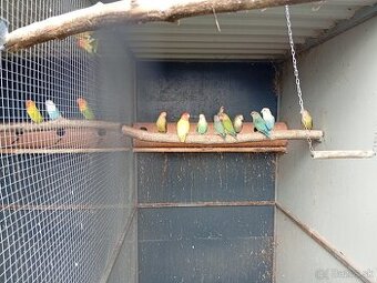 Predám agapornisov ružovohrdlých