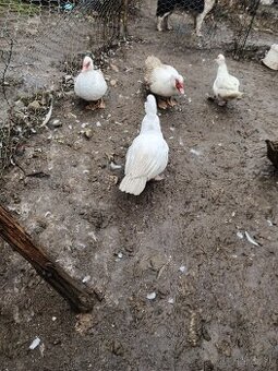 Predaj kačice činske