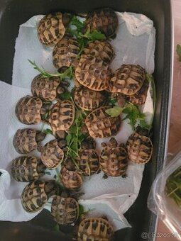 Korytnačka zelenkastá