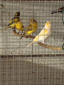 Predám kanariky