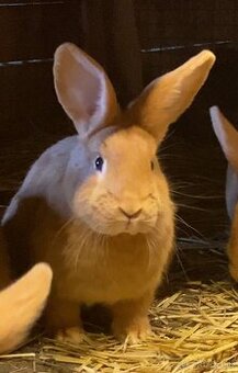 Čistokrvné burgundské králiky