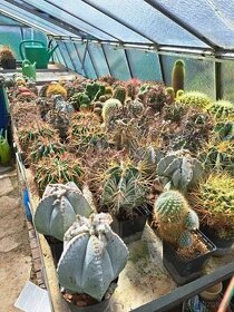 Predám zbierku kaktusov