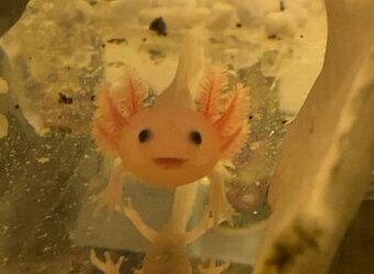 Axolotl na predaj