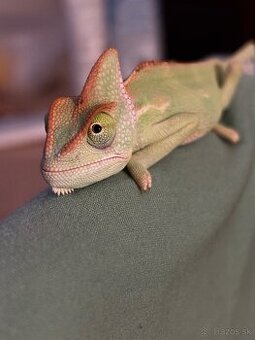 Chameleón jemensky